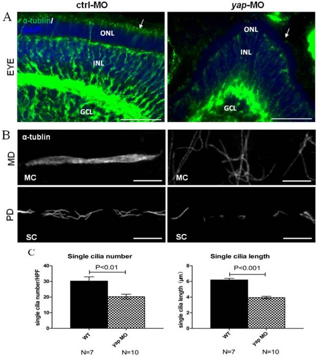 Int J Biol Sci Image