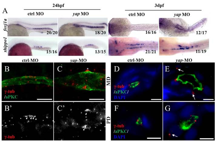 Int J Biol Sci Image