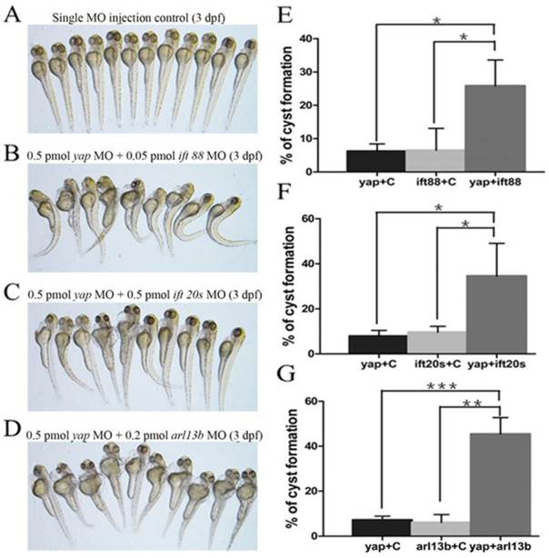 Int J Biol Sci Image