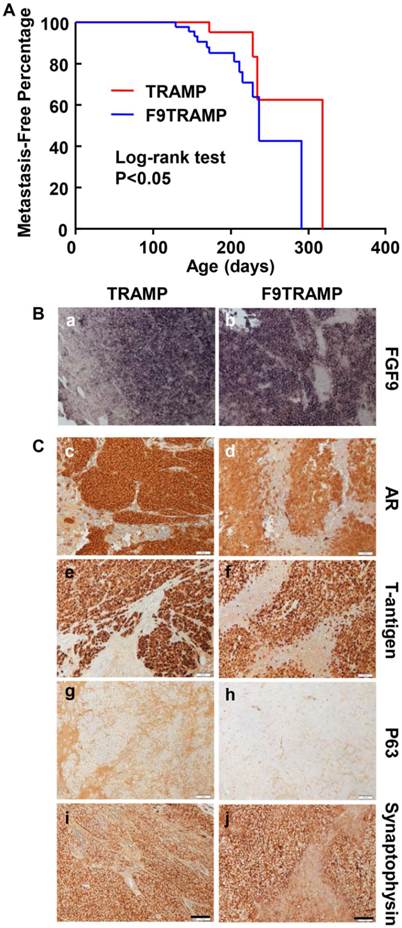 Int J Biol Sci Image