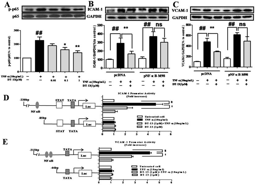 Int J Biol Sci Image