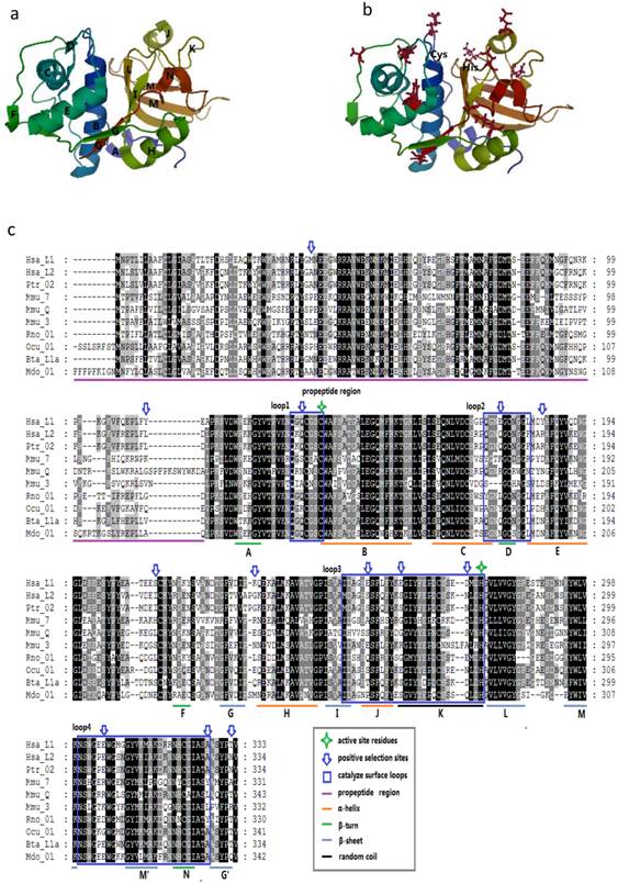 Int J Biol Sci Image