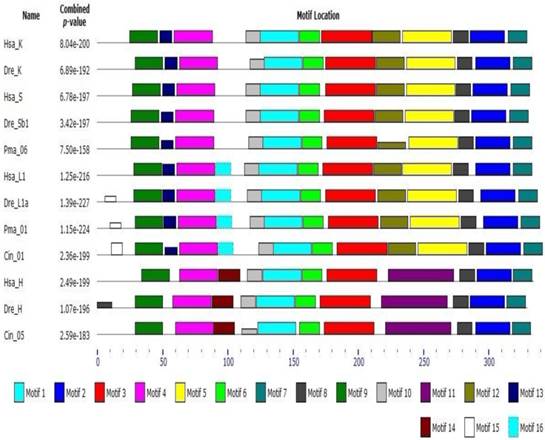 Int J Biol Sci Image