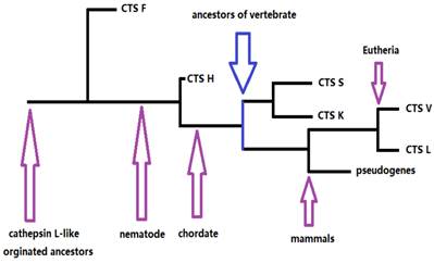 Int J Biol Sci Image