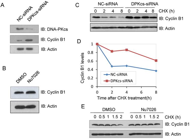 Int J Biol Sci Image