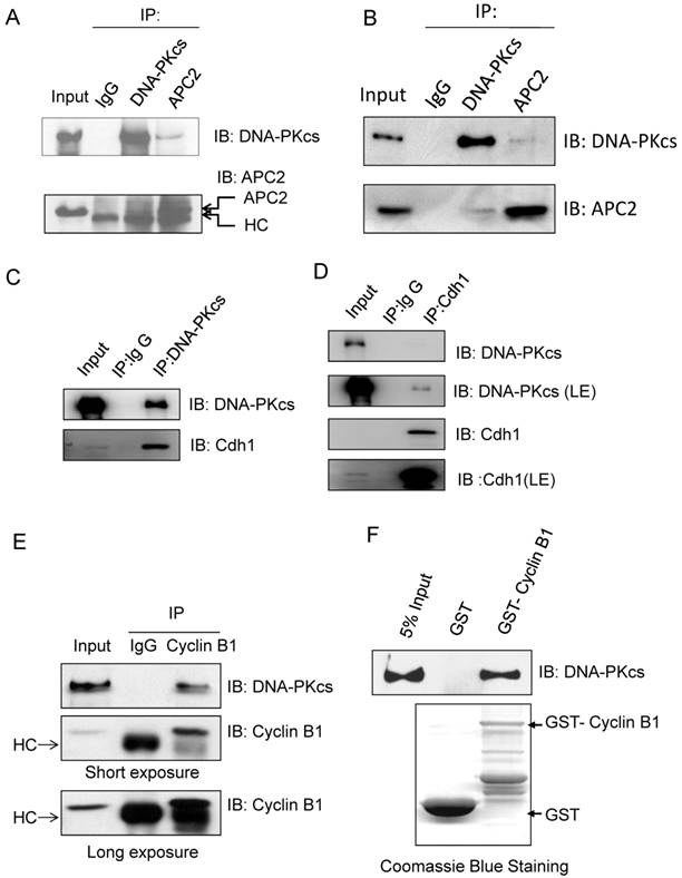 Int J Biol Sci Image