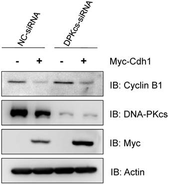 Int J Biol Sci Image