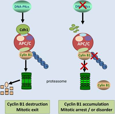 Int J Biol Sci Image