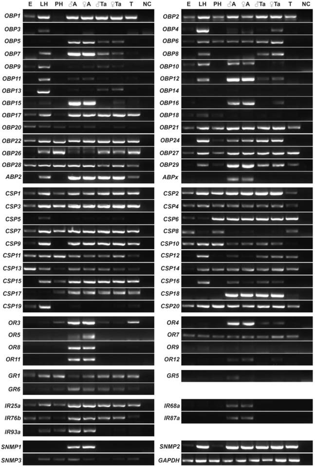 Int J Biol Sci Image