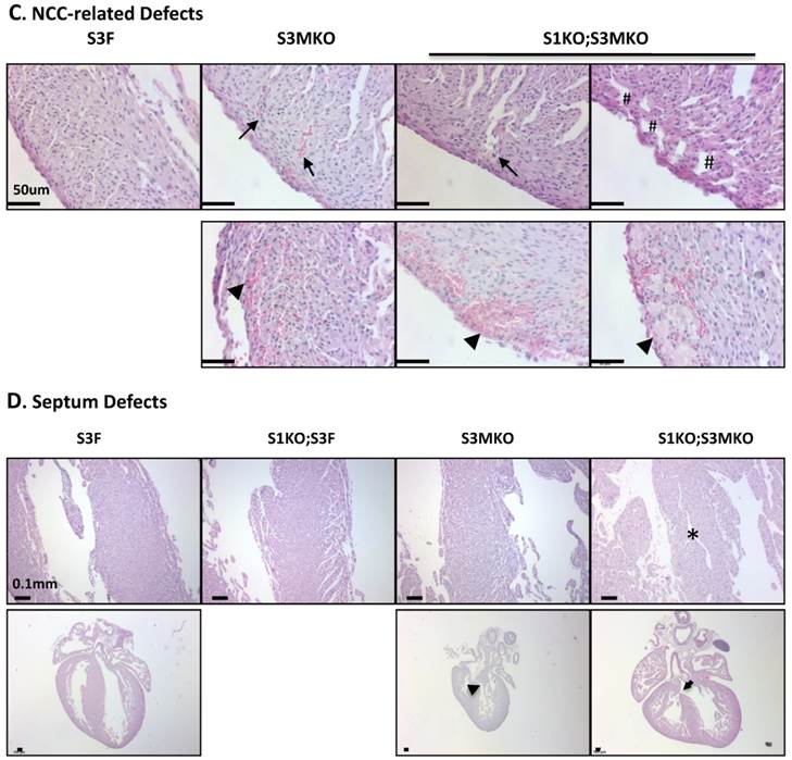 Int J Biol Sci Image