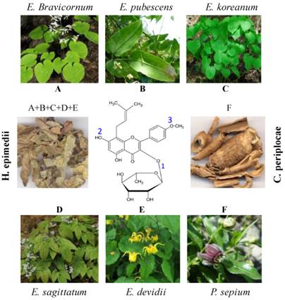 Int J Biol Sci Image