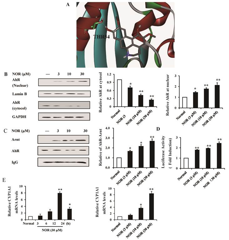 Int J Biol Sci Image