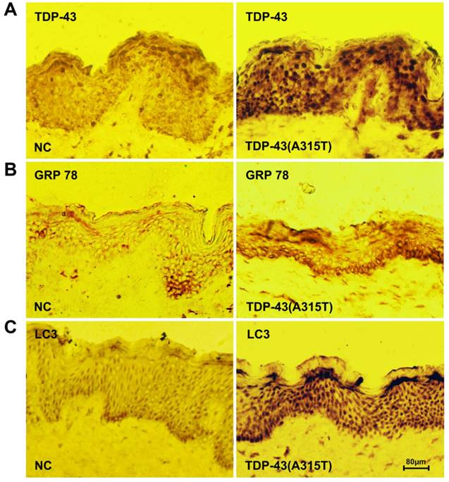 Int J Biol Sci Image