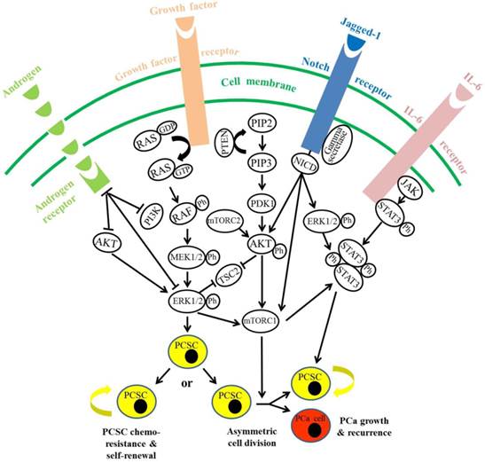 Int J Biol Sci Image