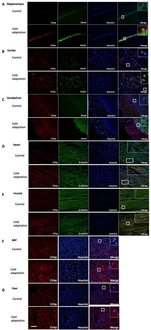 Int J Biol Sci Image