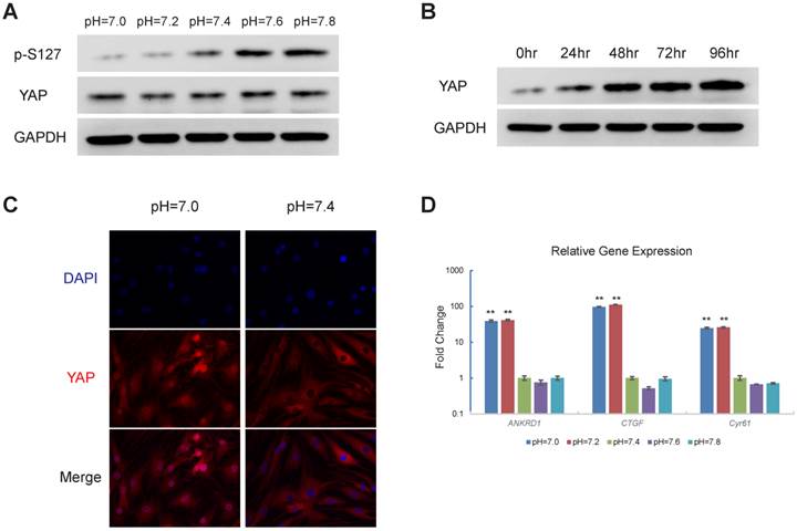 Int J Biol Sci Image