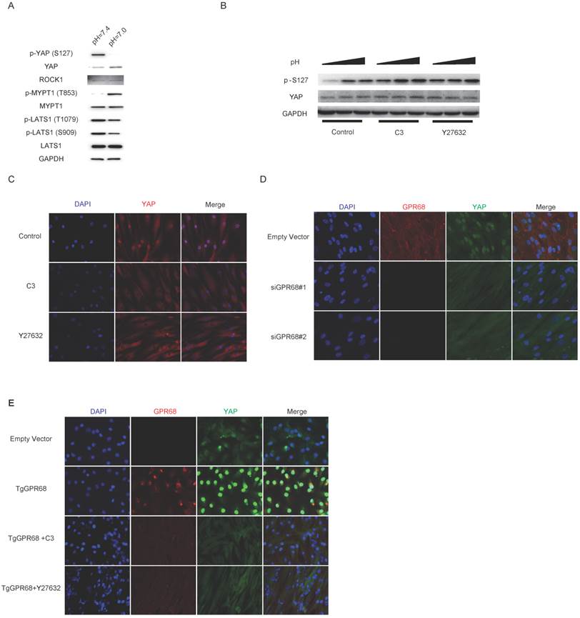 Int J Biol Sci Image