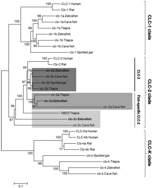 Int J Biol Sci Image