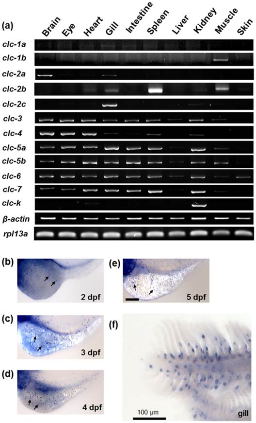 Int J Biol Sci Image