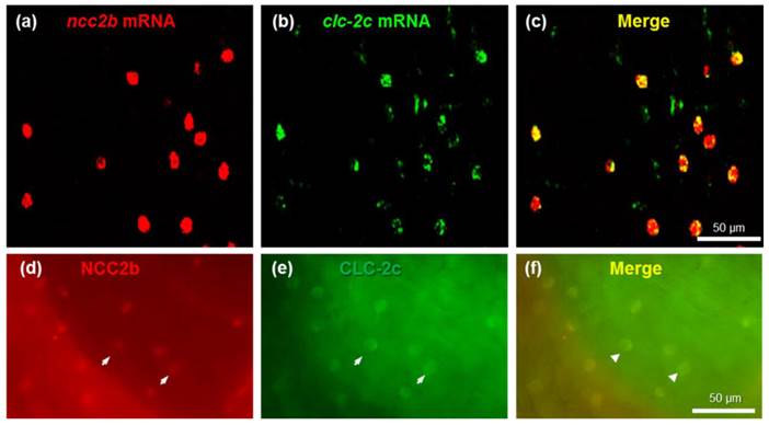 Int J Biol Sci Image