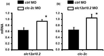 Int J Biol Sci Image