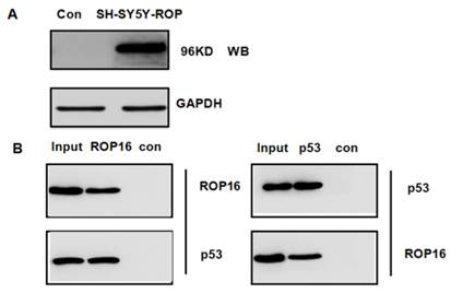 Int J Biol Sci Image