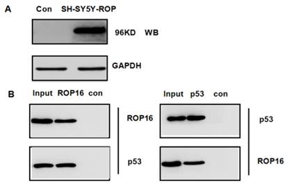 Int J Biol Sci Image