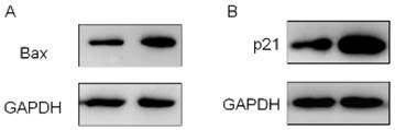 Int J Biol Sci Image