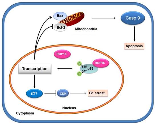 Int J Biol Sci Image