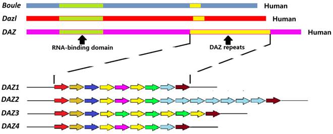 Int J Biol Sci Image