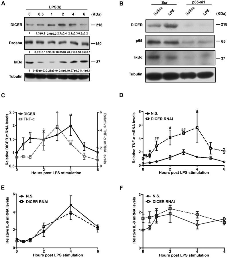 Int J Biol Sci Image