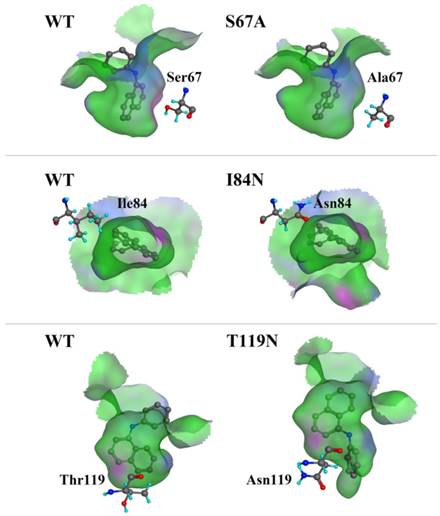 Int J Biol Sci Image