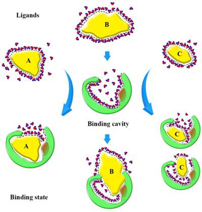 Int J Biol Sci Image