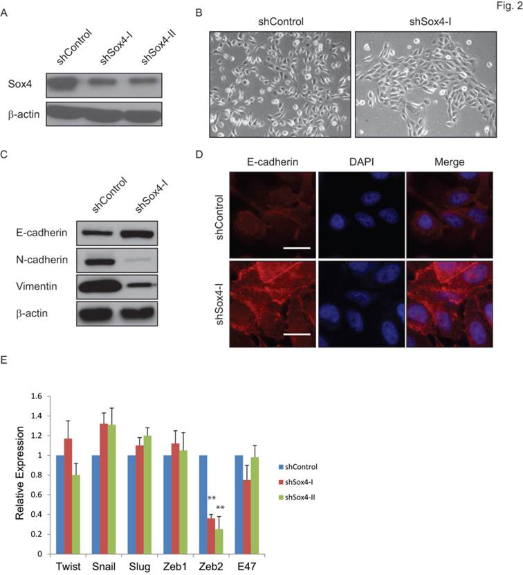 Int J Biol Sci Image