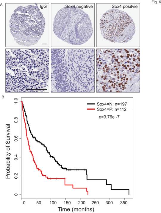 Int J Biol Sci Image