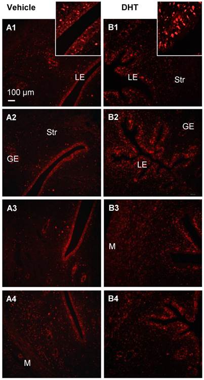 Int J Biol Sci Image