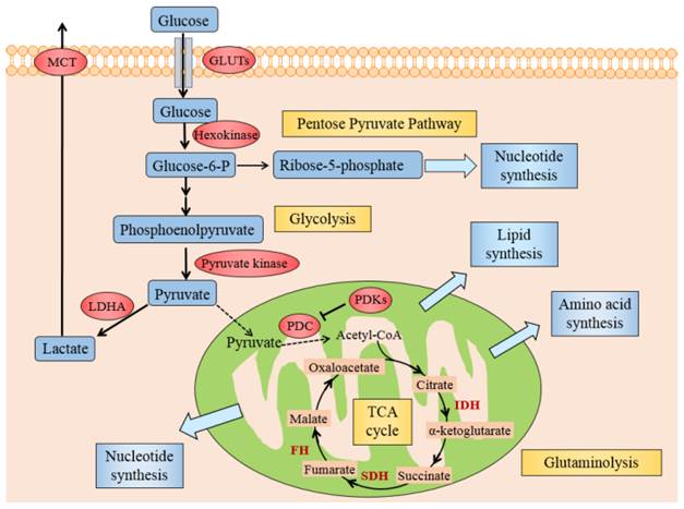 Int J Biol Sci Image