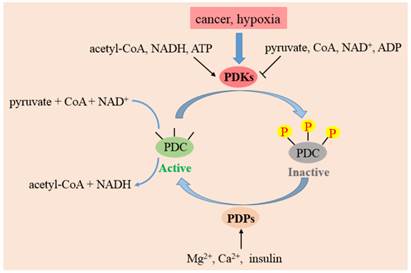 Int J Biol Sci Image