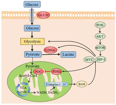 Int J Biol Sci Image