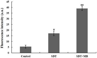 Int J Biol Sci Image