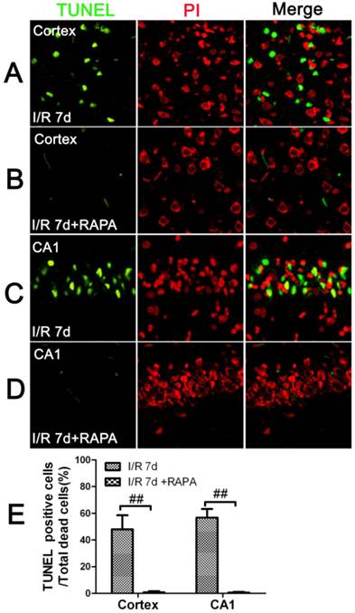 Int J Biol Sci Image