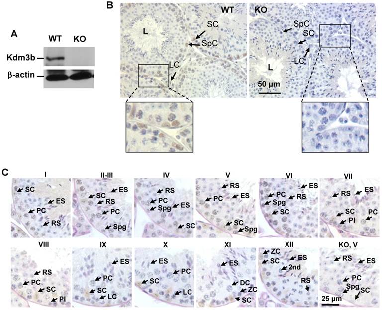 Int J Biol Sci Image