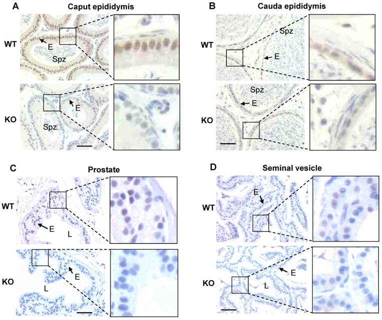 Int J Biol Sci Image