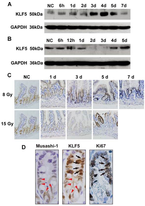 Int J Biol Sci Image