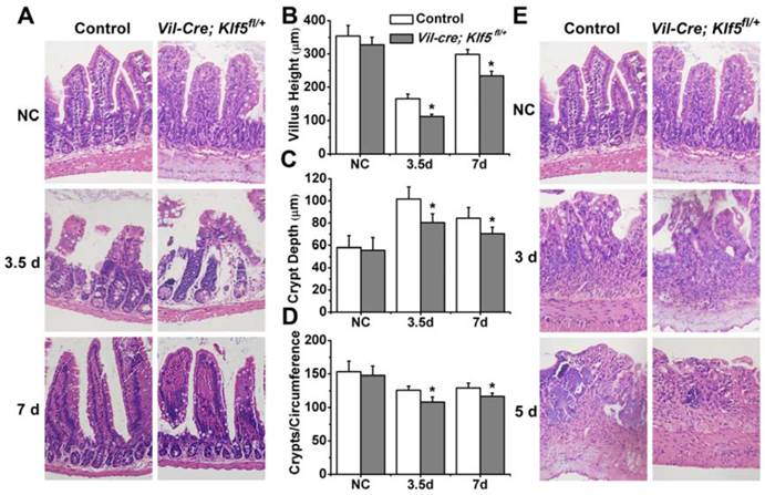 Int J Biol Sci Image