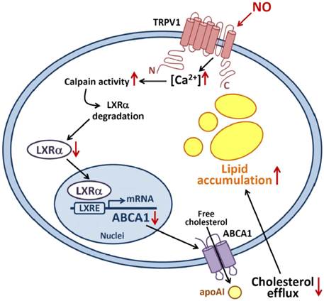 Int J Biol Sci Image