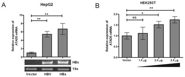 Int J Biol Sci Image