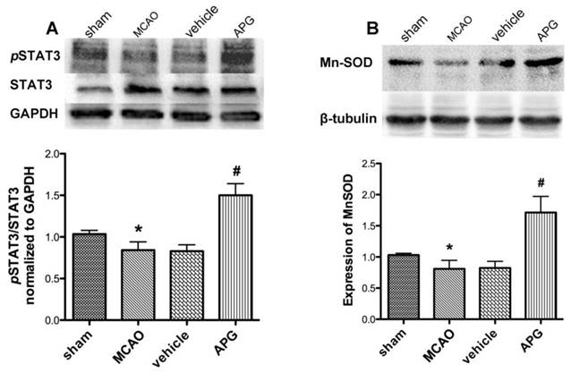 Int J Biol Sci Image