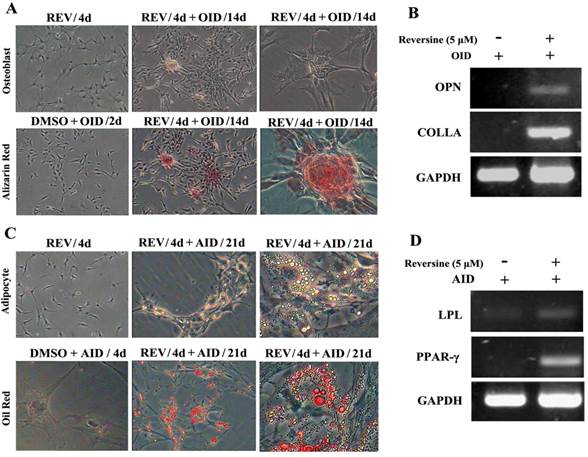 Int J Biol Sci Image