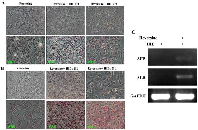 Int J Biol Sci Image